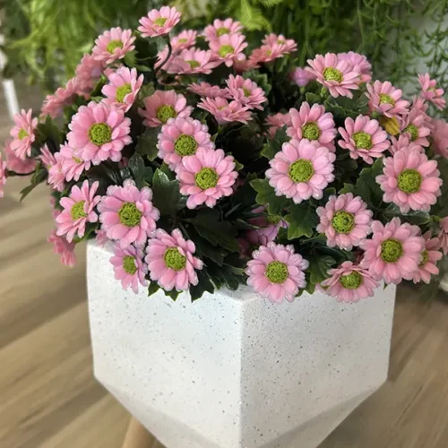 Šopek Daisy UV roza 28cm
