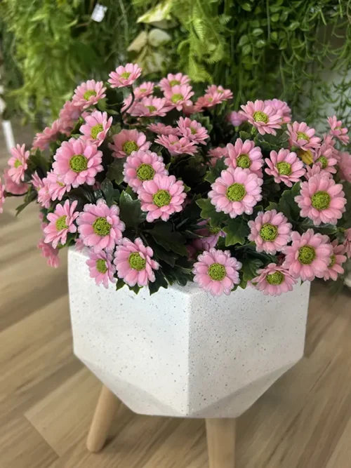Šopek Daisy UV roza 28cm