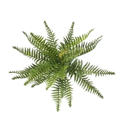 Gozdna praprot 35cm UV x20