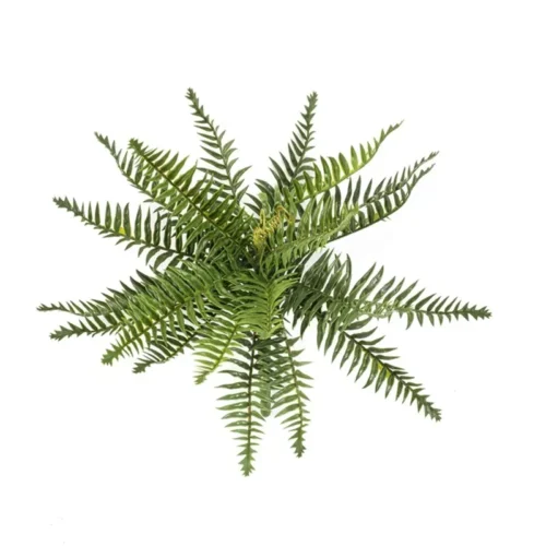 Gozdna praprot 35cm UV x20