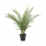 gozdna praprot 65 cm UV x11 v loncu