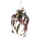 Begonija obešanka v loncu 80 cm