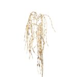 Zlata plezalka vrba 65cm