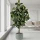Umetna Lyrata 180cm Home umetna rastlina za dom ali pisarne