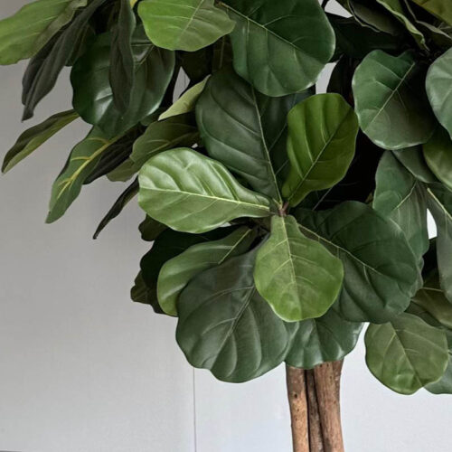 Umetna Lyrata 180cm Home