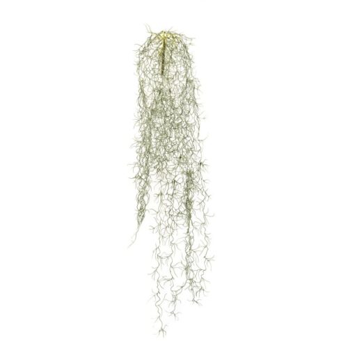 Tilancija umetna plezalka 90cm FR (Tillandsia)