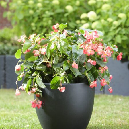 cvetlični lonec ruben 38