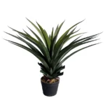 Agava 80cm UV v loncu
