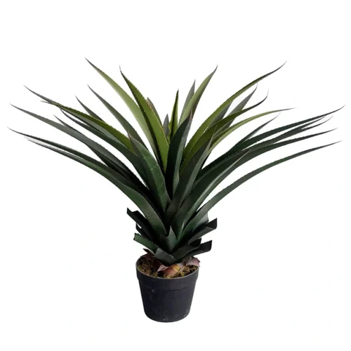 Agava 80cm UV v loncu