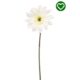 Gerbera bela 63 cm