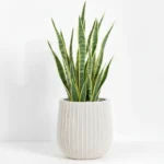 Okrasni lonec Aurora beige 32 x 37cm