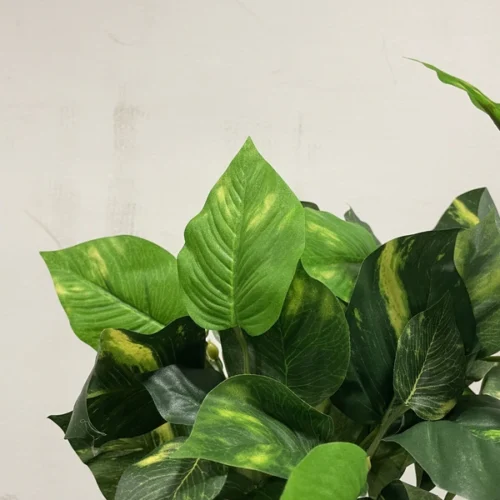 Philodendron grm 46 cm UV