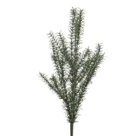 Rožmarin grm 60cm UV