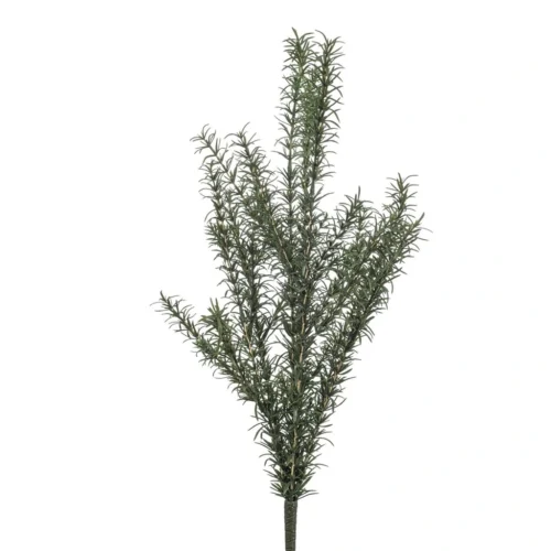 Rožmarin grm 60cm UV