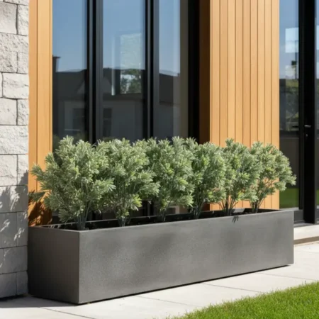 Timijan grm 33 cm UV