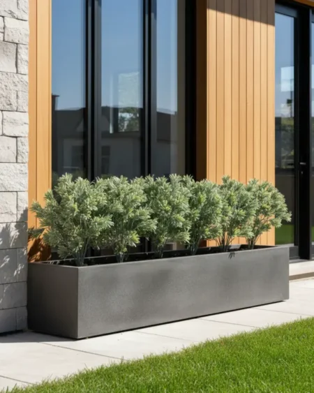 Timijan grm 33 cm UV