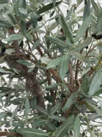 Umetna oljka 180cm Santorini