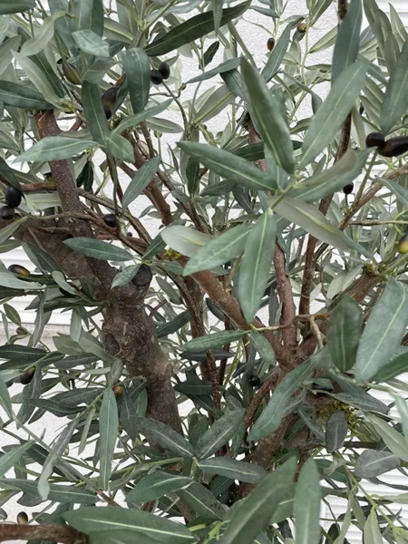 Umetna oljka 180cm Santorini