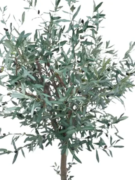 Umetna oljka 180cm Santorini Umetna oljka 180cm Santorini