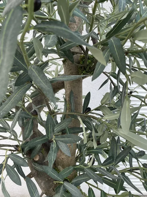 Umetna oljka 220 cm Pure nature by Bonsai Dekor listi 2
