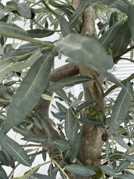 Umetna oljka 220 cm Pure nature by Bonsai Dekor listi 3