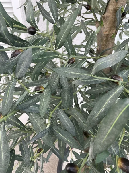 Umetna oljka 220 cm Pure nature by Bonsai Dekor listi