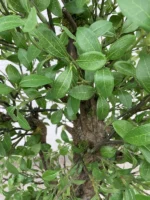Umetni Ligustrum 140cm by Bonsai umetni