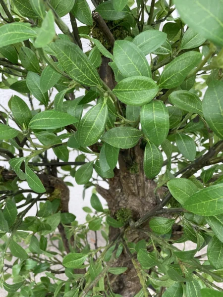 Umetni Ligustrum 140cm by Bonsai umetni