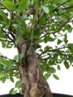 Umetni Ligustrum 140cm by Bonsai