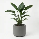 Cvetlični lonec Pulse 50