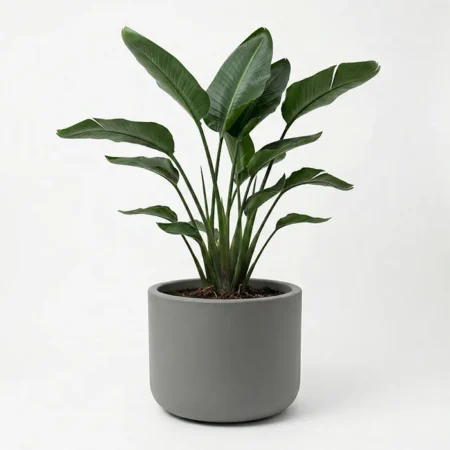 Cvetlični lonec Pulse 50