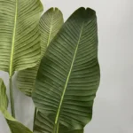 Umetna strelicija Pure 180 cm