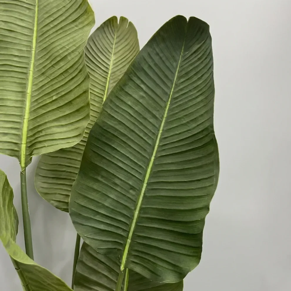 Umetna strelicija Pure 180 cm