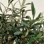 Umetna oljka 90cm v loncu