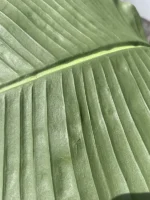 Umetna strelicija Pure 180 cm