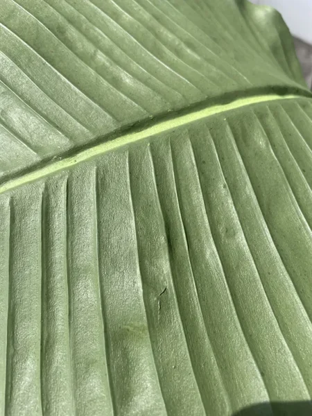 Umetna strelicija Pure 180 cm