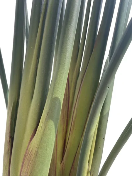 Umetna strelicija Pure 180 cm