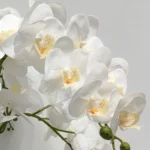 Umetna orhideja bela 80cm Lia real touch