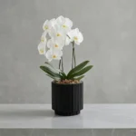 Cvetlični lonec Nature Groove črne barve 17cm Capi