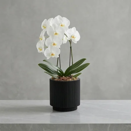 Cvetlični lonec Nature Groove črne barve 17cm Capi