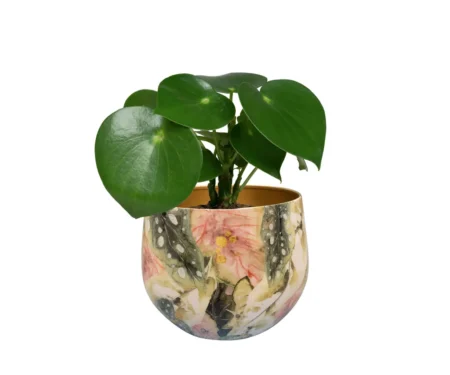 Okrasni lonec za rože Monstera mystery