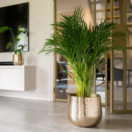 Okrasni lonec Carly gold - pločevinasti cvetlični lonci Bonsai dekorativne rastline