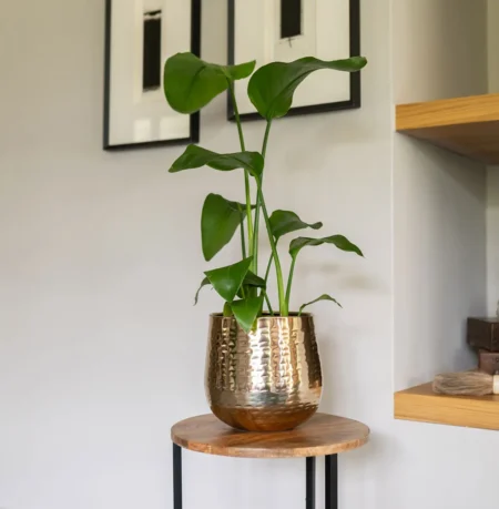 Okrasni lonec Carly gold - pločevinasti cvetlični lonci Bonsai dekorativne rastline