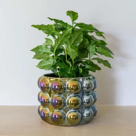 Okrasni lonec Musa shiny green D21 H15