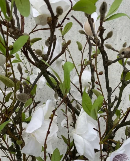 Umetna magnolija 200 cm