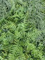 Zelena stena Jungle 100x100 UV