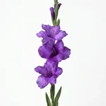 Umetna Gladijola 86 cm modro-vijoličasta
