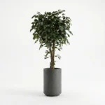 Umetni Ficus 170 cm z zvitimi stebli umetna drevesa