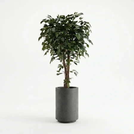 Umetni Ficus 170 cm z zvitimi stebli umetna drevesa