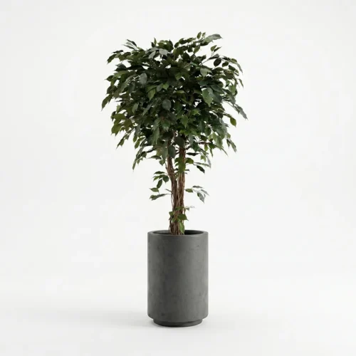 Umetni Ficus 170 cm z zvitimi stebli umetna drevesa